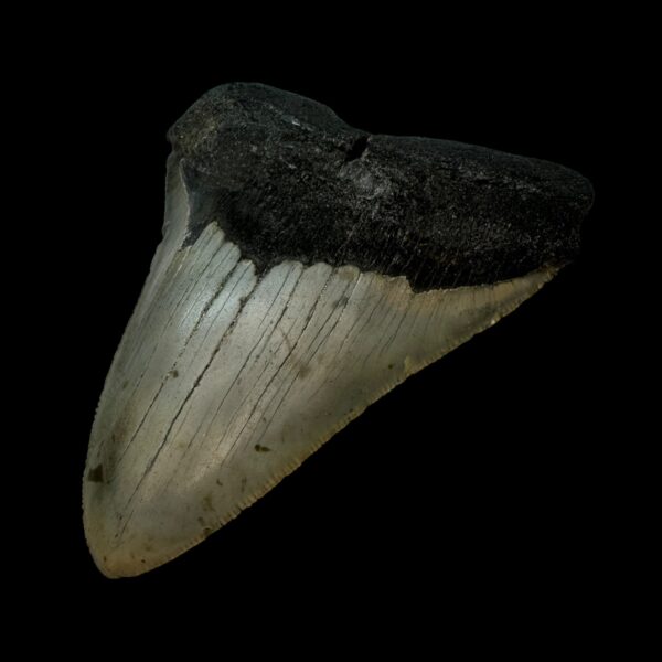 5.01" Serrated Megalodon Tooth Fossil - Image 3