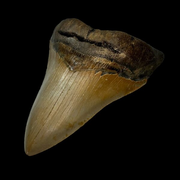 5.28" Serrated Megalodon Tooth Fossil - Image 3
