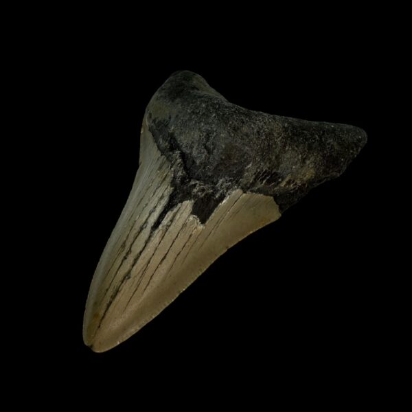 3.43" Megalodon Tooth Fossil - Image 3