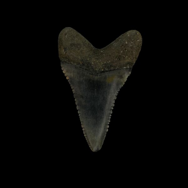 Great White Tooth Fossil 1.88" - Image 2