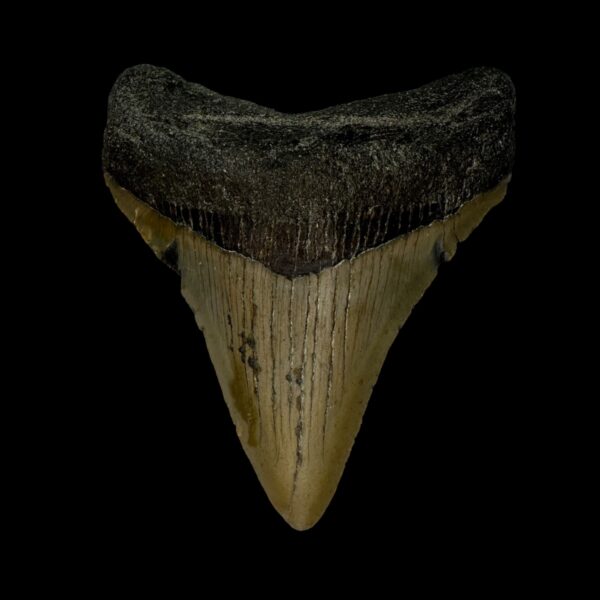 3.23" Megalodon Tooth Fossil