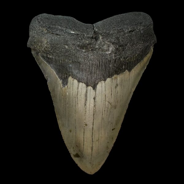 5.01" Serrated Megalodon Tooth Fossil