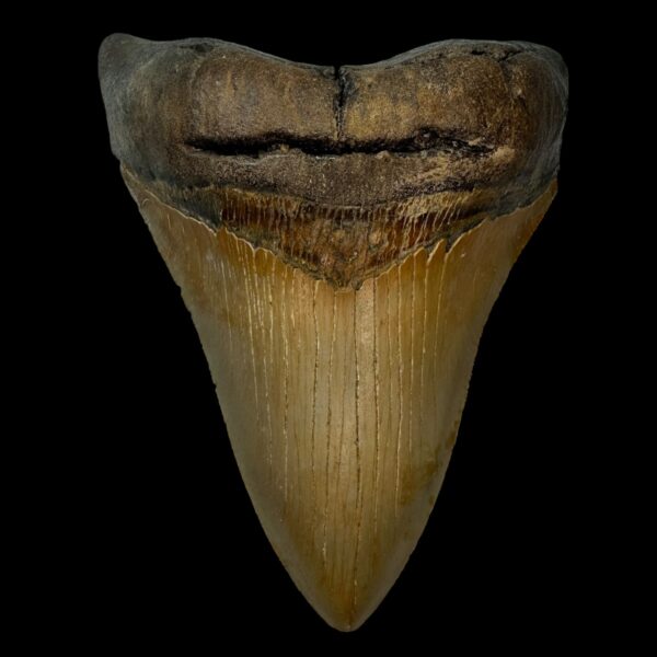 5.28" Serrated Megalodon Tooth Fossil