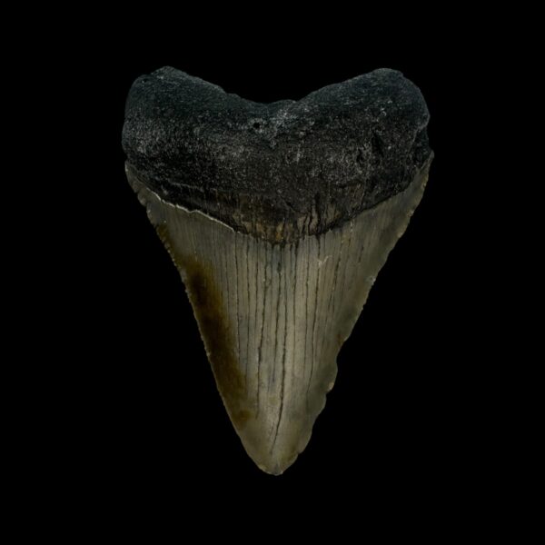 3.00" Megalodon Tooth Fossil