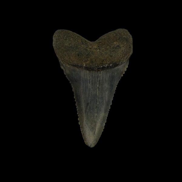 Great White Tooth Fossil 1.88"