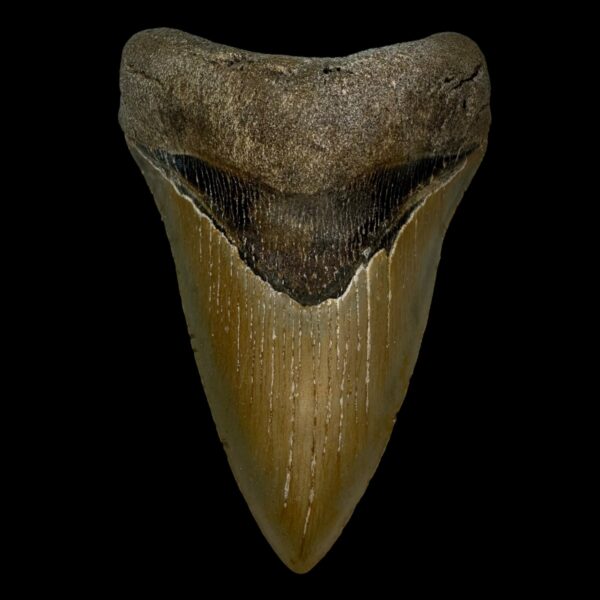 4.42" Serrated Megalodon Tooth Fossil