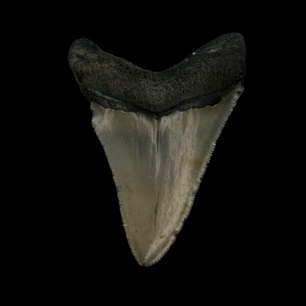 3.24" Megalodon Tooth Fossil - Image 2