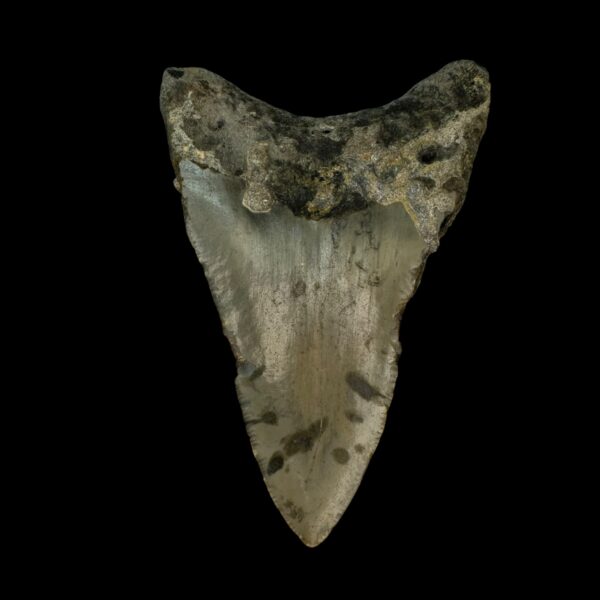 3.45" Megalodon Tooth Fossil - Image 2