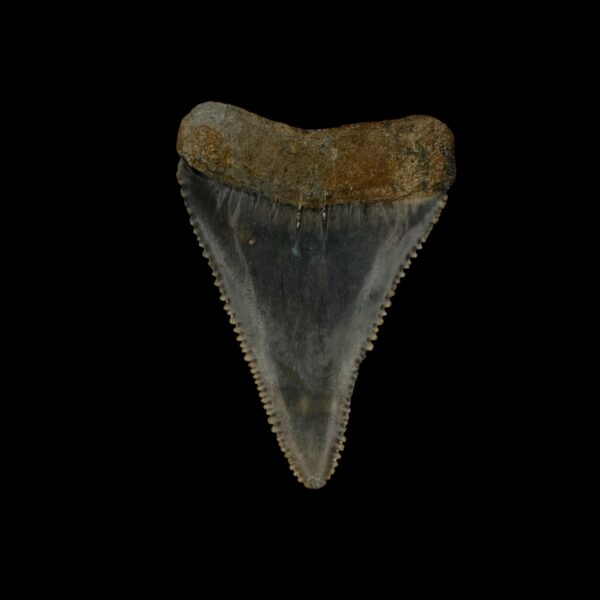 Great White Tooth Fossil 1.96" - Image 2
