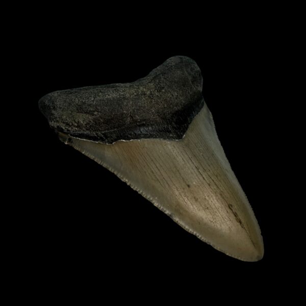 3.24" Megalodon Tooth Fossil - Image 4