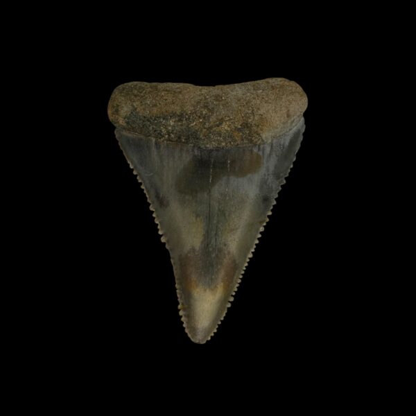 Great White Tooth Fossil 1.96"