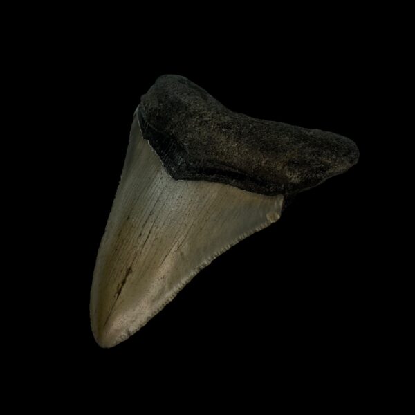 3.24" Megalodon Tooth Fossil - Image 3