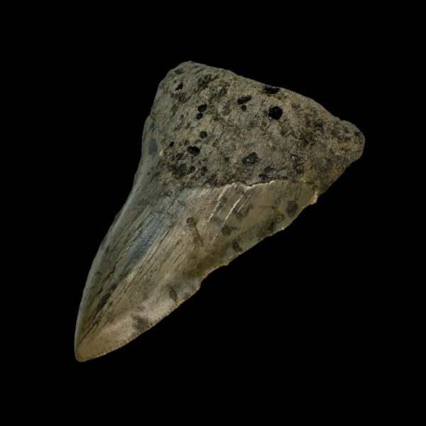 3.45" Megalodon Tooth Fossil - Image 3