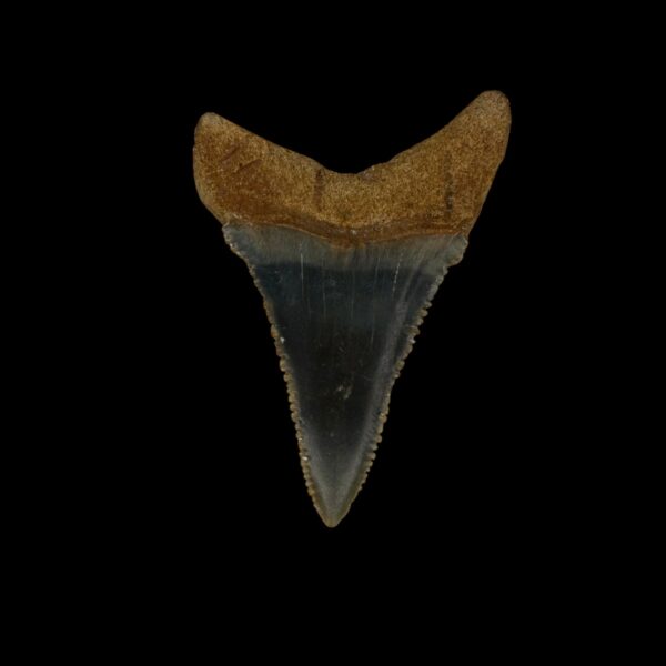 Great White Tooth Fossil 1.92" - Image 2