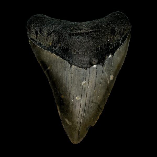 4.15" Megalodon Tooth Fossil