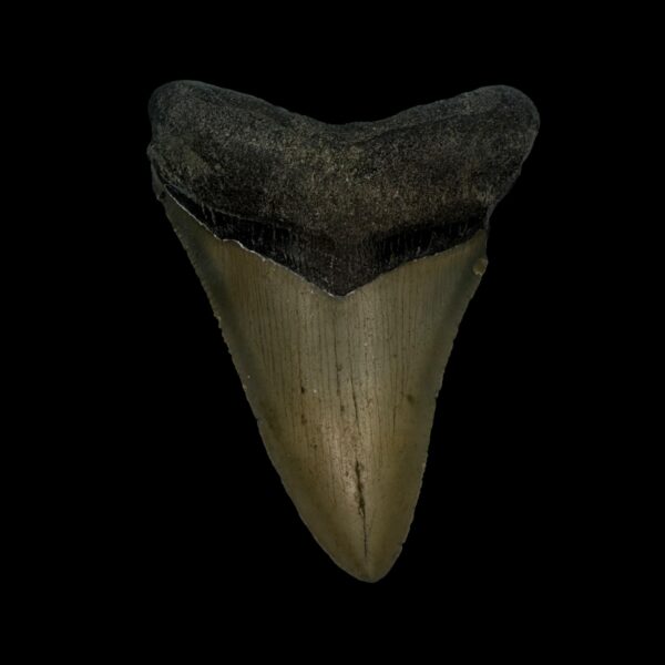 3.24" Megalodon Tooth Fossil