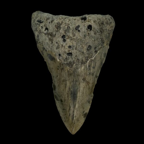 3.45" Megalodon Tooth Fossil