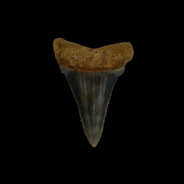 Great White Tooth Fossil 1.92"