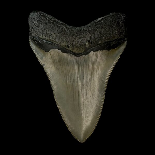 3.72" Serrated Megalodon Tooth Fossil - Image 2