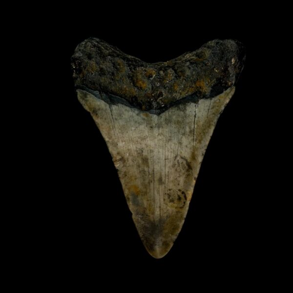 3.05" Megalodon Tooth Fossil - Image 2