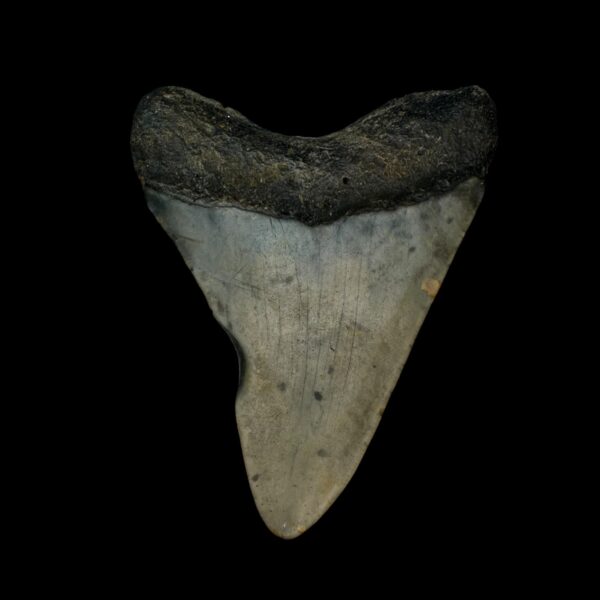 3.10" Megalodon Tooth Fossil - Image 2