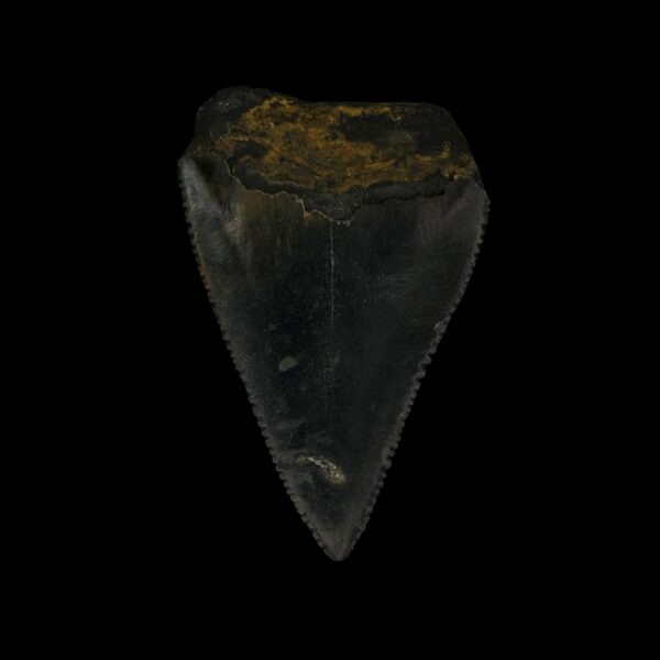 Great White Tooth Fossil 2.19" - Image 2