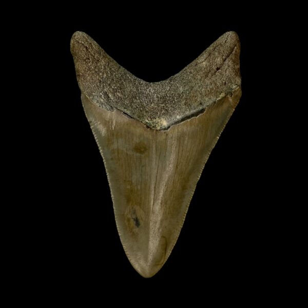 3.46" Serrated Megalodon Tooth Fossil - Image 2