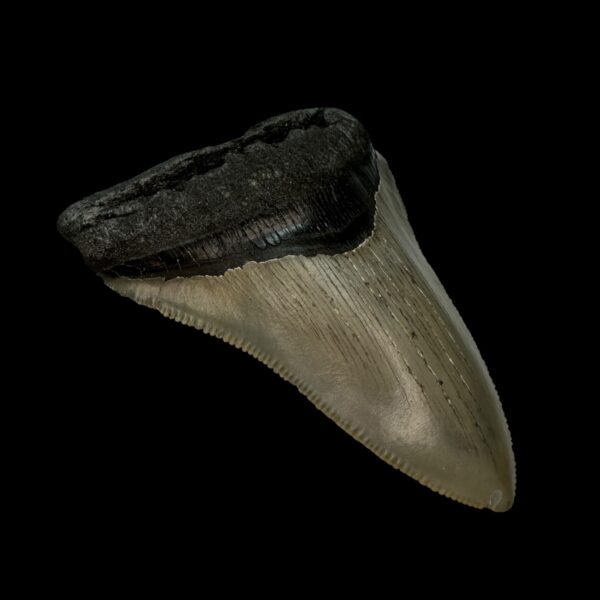 3.72" Serrated Megalodon Tooth Fossil - Image 4