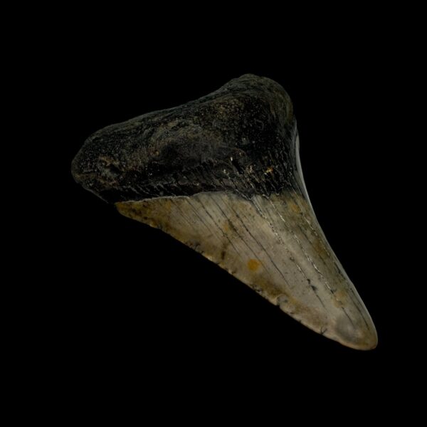 3.05" Megalodon Tooth Fossil - Image 4