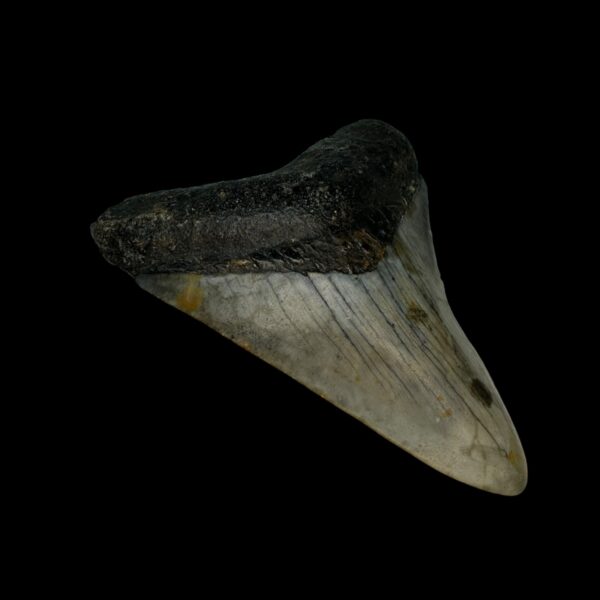 3.10" Megalodon Tooth Fossil - Image 4