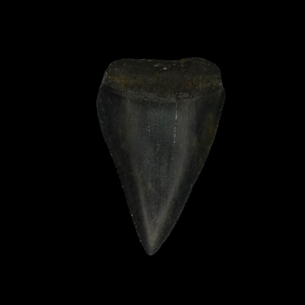Great White Tooth Fossil 2.19"