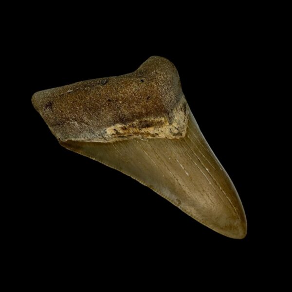3.46" Serrated Megalodon Tooth Fossil - Image 4