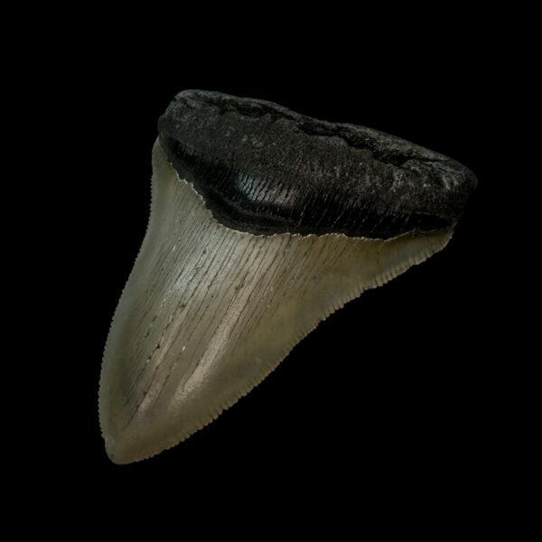 3.72" Serrated Megalodon Tooth Fossil - Image 3
