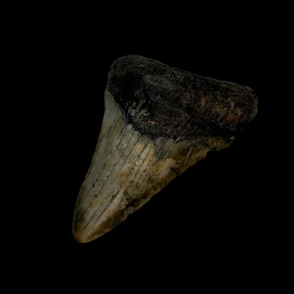 3.05" Megalodon Tooth Fossil - Image 3