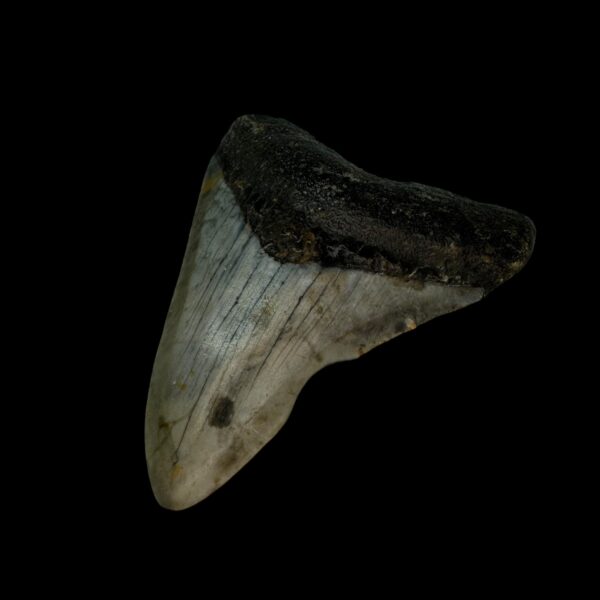 3.10" Megalodon Tooth Fossil - Image 3