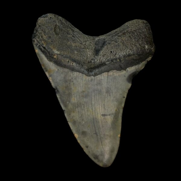 4.35" Megalodon Tooth Fossil - Image 2