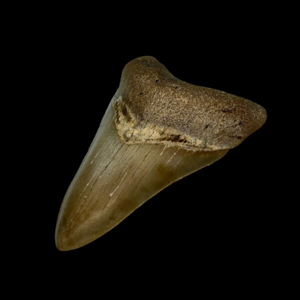 3.46" Serrated Megalodon Tooth Fossil - Image 3