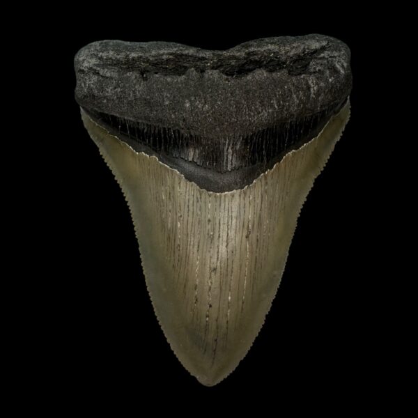3.72" Serrated Megalodon Tooth Fossil