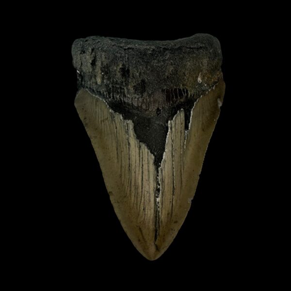 3.25" Megalodon Tooth Fossil