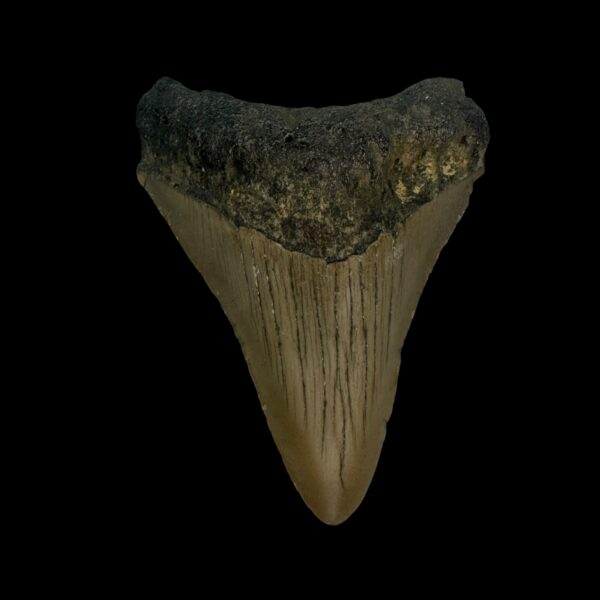 3.00" Megalodon Tooth Fossil
