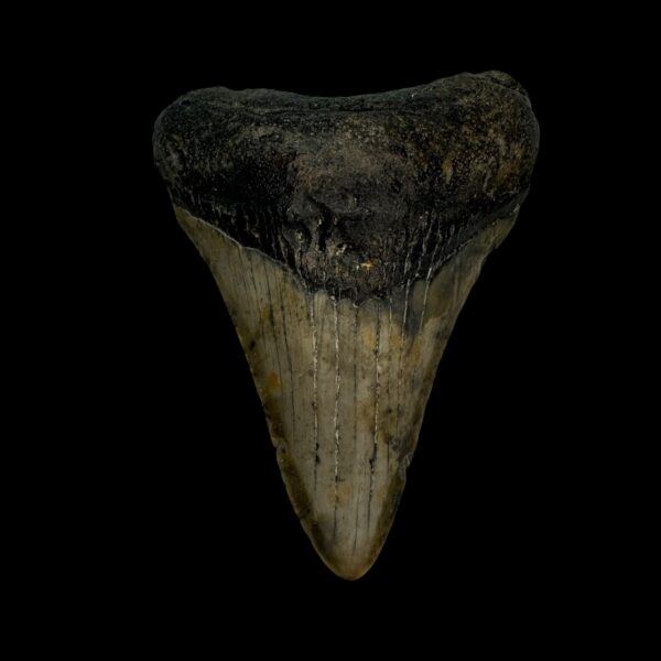 3.05" Megalodon Tooth Fossil