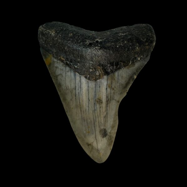 3.10" Megalodon Tooth Fossil