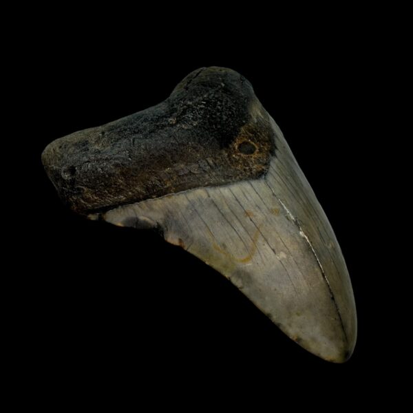 4.35" Megalodon Tooth Fossil - Image 4