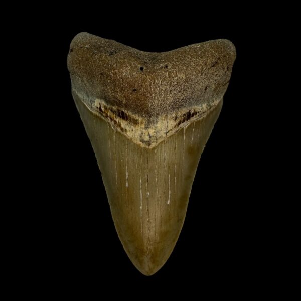 3.46" Serrated Megalodon Tooth Fossil