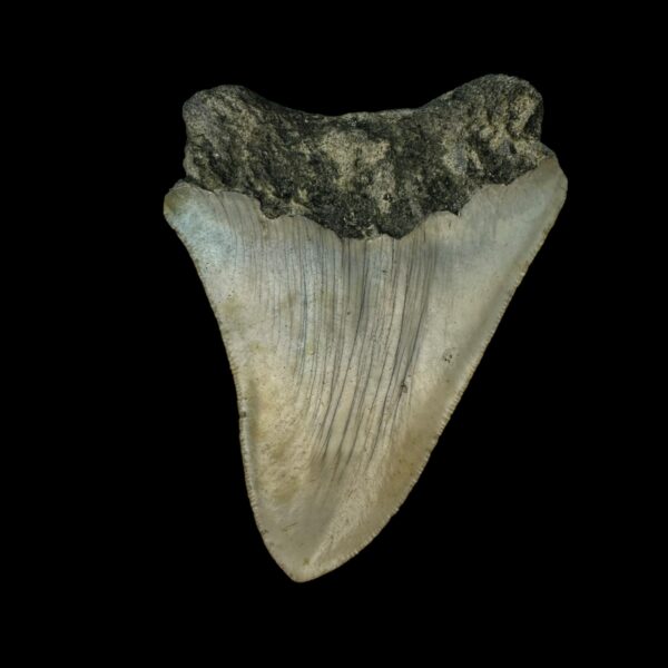 3.29" Megalodon Tooth Fossil - Image 2
