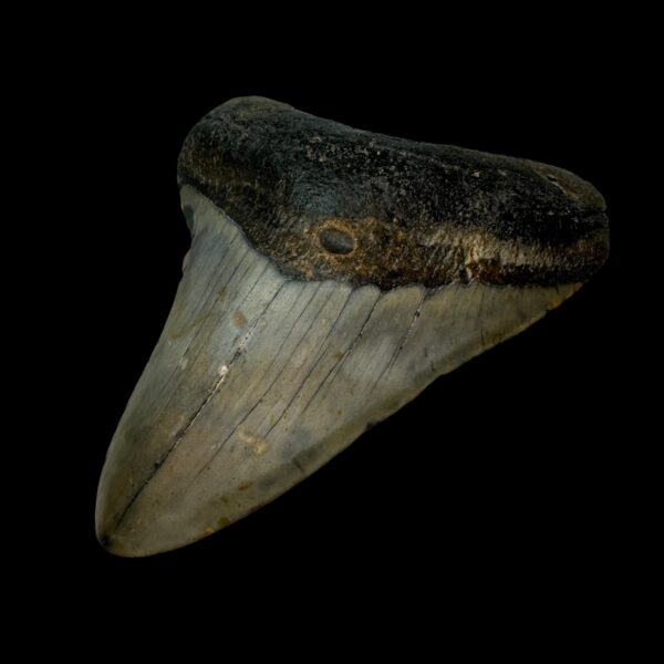 4.35" Megalodon Tooth Fossil - Image 3