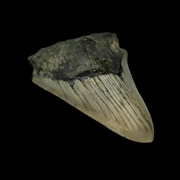 3.29" Megalodon Tooth Fossil - Image 4