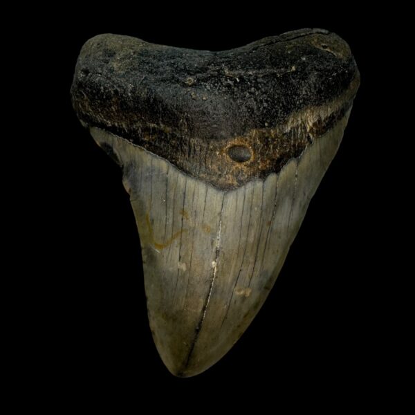 4.35" Megalodon Tooth Fossil