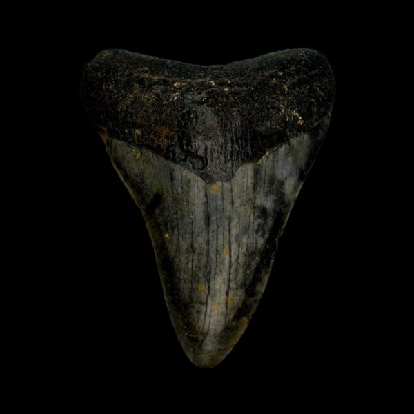 3.36" Megalodon Tooth Fossil