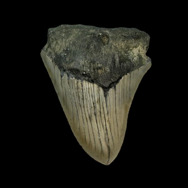 3.29" Megalodon Tooth Fossil